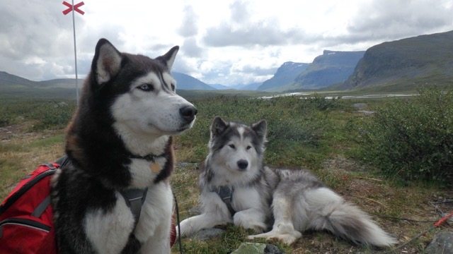 Blog | Lapland med Sheba og Kajka – fjeldtur med hund