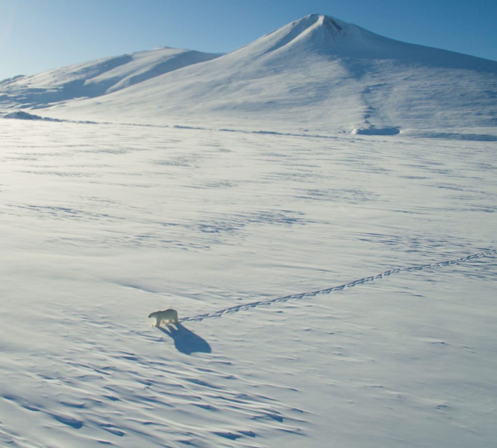 Dronefoto. Isbjørnen var faktisk ret nysgerrig og gik henimod os da den så os. Men på ca. tohundrede meters afstand kunne den godt se, at vi ikke var dens livret, som er sæl, og vendte om. Foto: Kenneth Jensen.