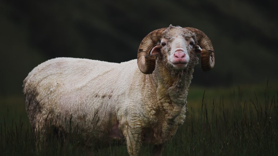 Fokus | Merinould – et af naturens vidundermaterialer